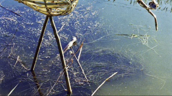 Exposition : C'est au mois de mai, la Cabane trempée : du 10 février 2016 au 16 mars 2016 du lundi au vendredi de 14h à 18h. Photographies d' Alain Arnal à la Galerie du Bar à Photo - Montpellier.