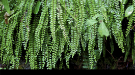 Green World : Exposition Photographiques de Nicolas Baillot à la Galerie du Bar à Photo.