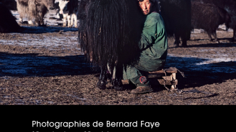 Des Hommes et des animaux : Bernard Faye