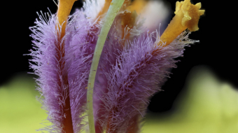 Exposition François Thiaucourt à la Galerie du Bar à Photo de Montpellier